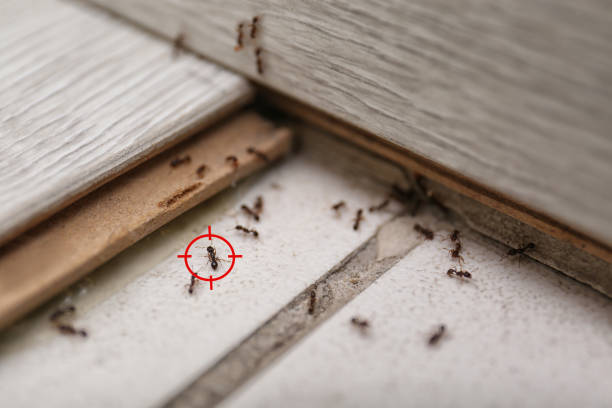 Best Bed Bug Extermination  in La Fayette, AL